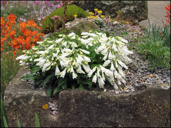 PENSTEMON hirsutus var. pygmeus f. albus  (1304)